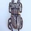 Beetles Displayed