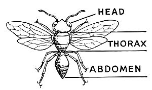 Insect Diagram