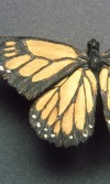 MothsButterflies